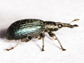 Perapion hydrolapathi